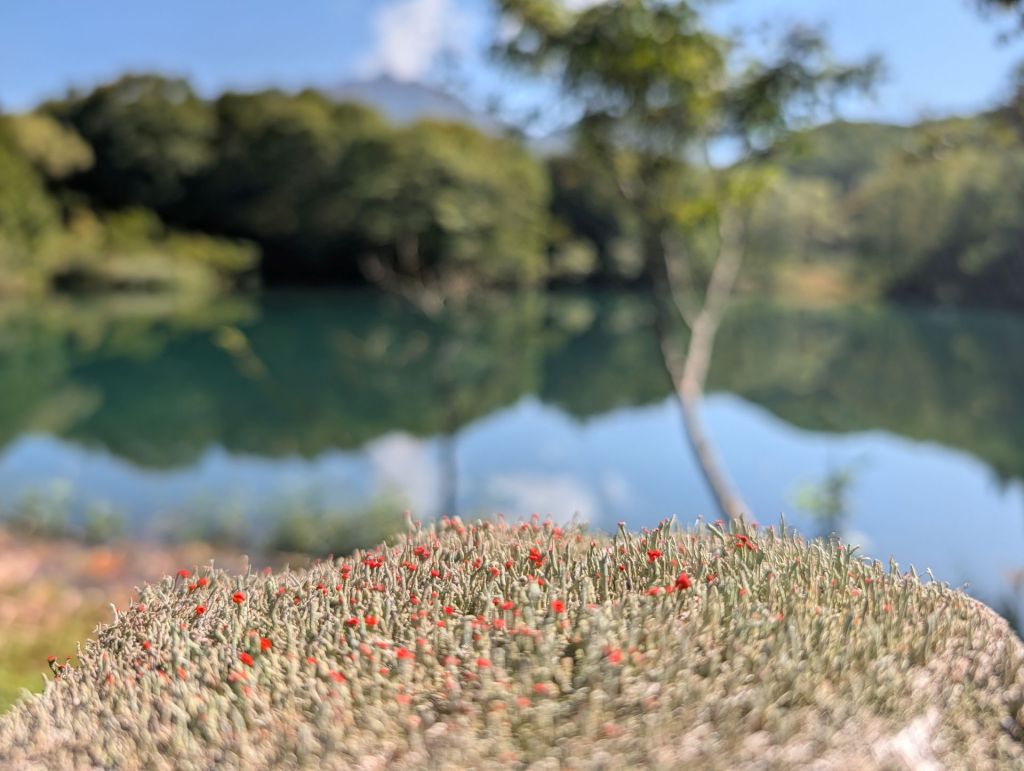Tiny fungi sprout on the head of a log overlooking a lake on the Shionomichi (Salt Trail) in Japan.